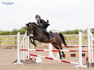 Mojo, 14.1hh | 10-year-old gelding | Talented all-round competition pony seeking his next best friend