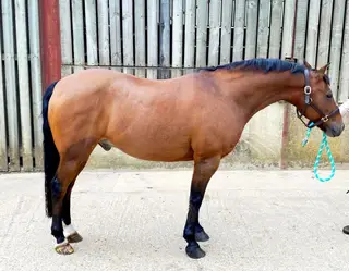 Very attractive and safe pony 