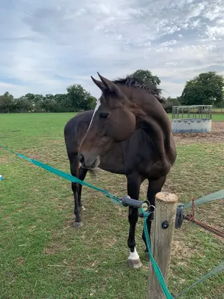 Project / Broodmare 