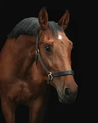 Big Star Daughter with Scope and Quality