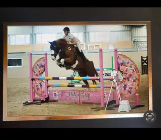 Quality Broodmare 
