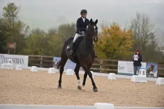 dressage prospect