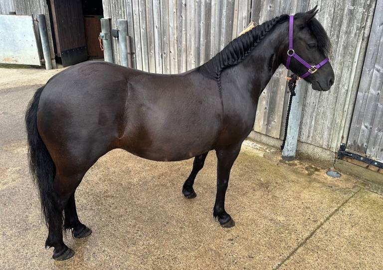 Horse for Sale 10 year old Unregistered Dartmoor Pony