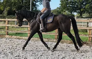 Dressage / Showing / Hacking / Jumping