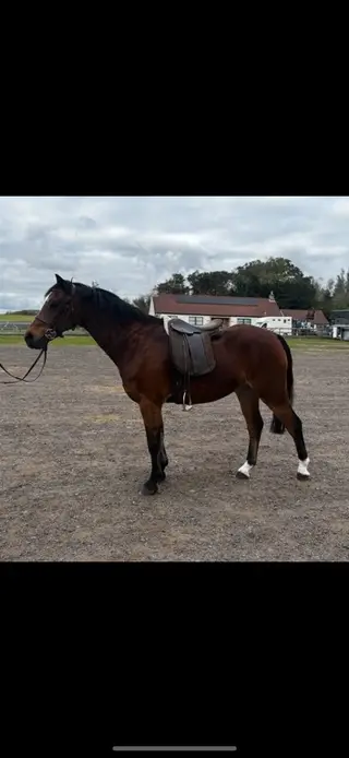 Fantastic Quality SHP / PC Pony
