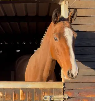 Top-Class Eventing or Showjumping Type with Exceptional Temperament