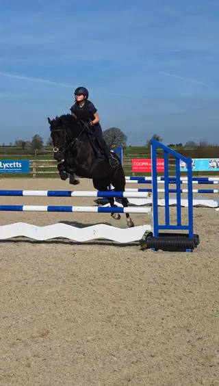 14.1hh Irish Sports Type