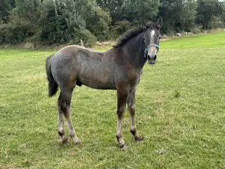 Gorgeous draught cross Sport foal 