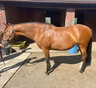 Awesome mare