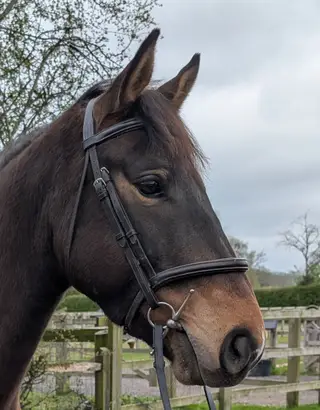 Stunning young gelding