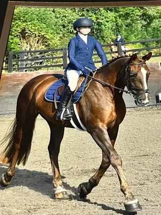 Beautiful Mare