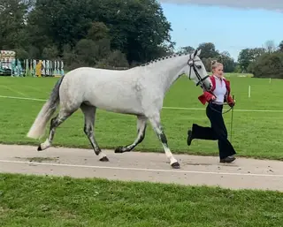 2 fantastic 14.2s both Evented, dressage, showjumping, great to hack! 7yr gelding 5yr Mare: See ad for details