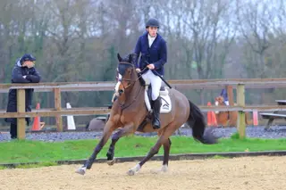 Dream amateur / competitive teenager warmblood