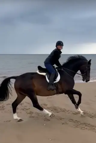 KWPN 16.3hh Bay Gelding 19 years young