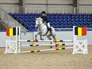 Experienced Connemara Mare 