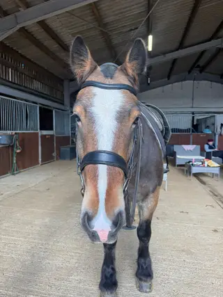 Confidence giving all rounder 