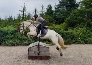 Sweetie: patient, forgiving, ideal ponyclub or riding school partner