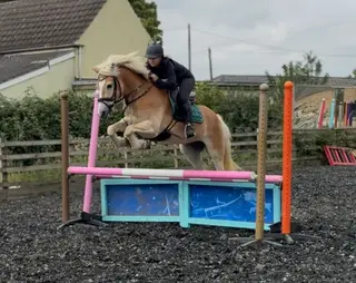 ⭐ Palomino Haflinger- Sweet Temperament & Scope ⭐