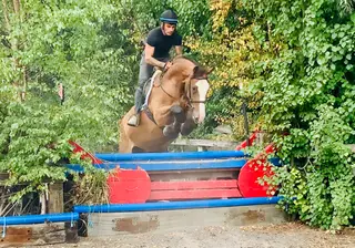Vinnie – The Ultimate All-Rounder, ideal hunter!