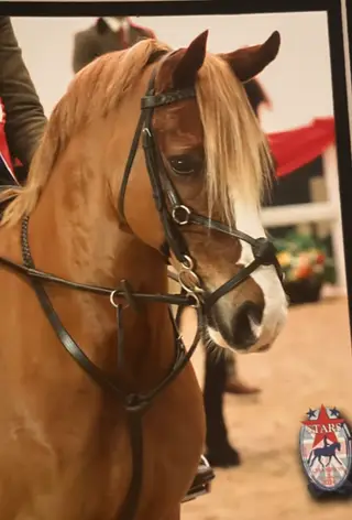 Super fun welsh C Gelding 