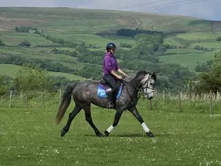 Performance Pony A Teenagers Dream.