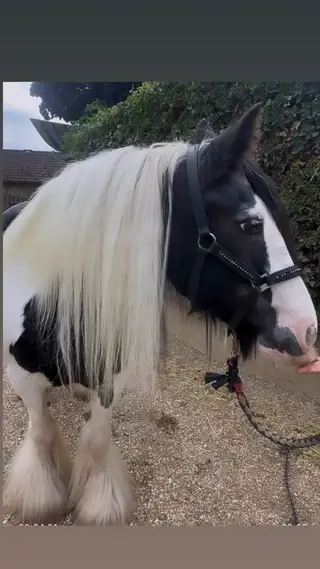 Chunky old fashion Mare full of feather & hair!