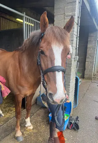 Looking for an experienced Groom to Join our Team