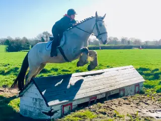 Prince - one of a kind dun gelding, perfect Gentleman!