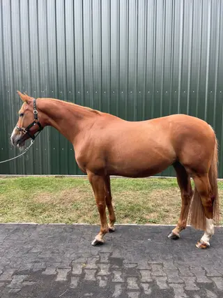 Handsome 16.1 13 yr Chesnut gelding .
