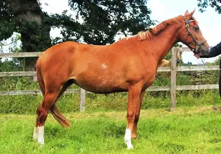 Quality Filly 3yrs Event/SJ/Dressage/Show Lines