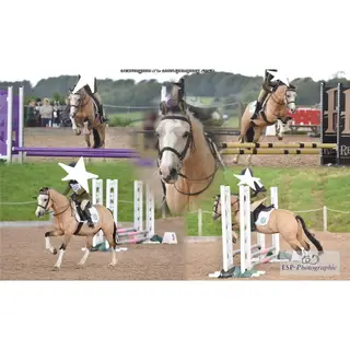 Eddie 13.1 Pony Club Allrounder / Hunting Pony
