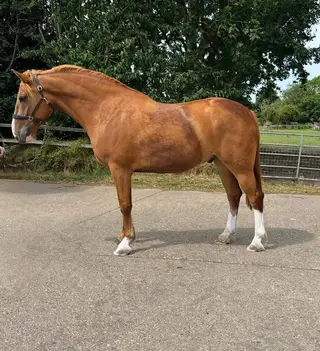 Homebred Full Draught