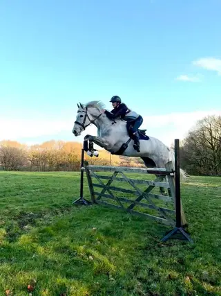 Genuine Kind Natured Gelding