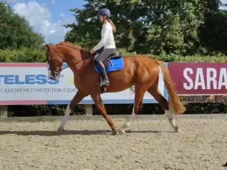 Stunning young gelding 