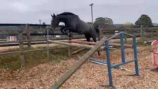 5yo Irish sports horse