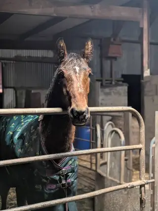 2025 ISH Colt foal - Hamilton