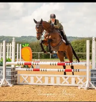 5yo tb gelding