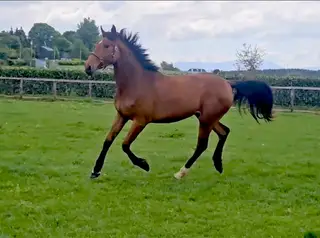Irish Sport horse filly 
