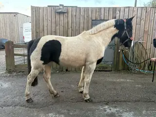 Cracking Blank Canvas