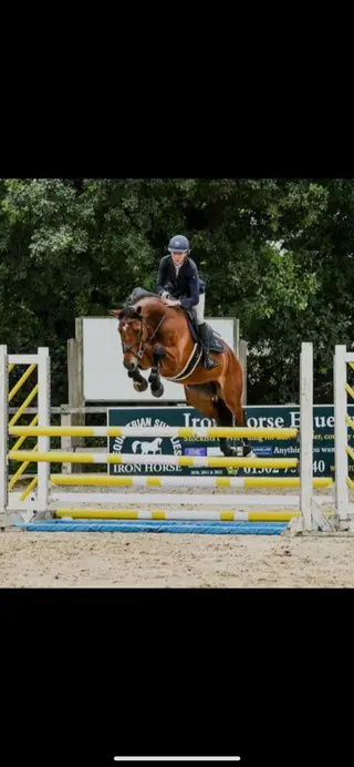 Super smart showjumper / event / dressage prospect