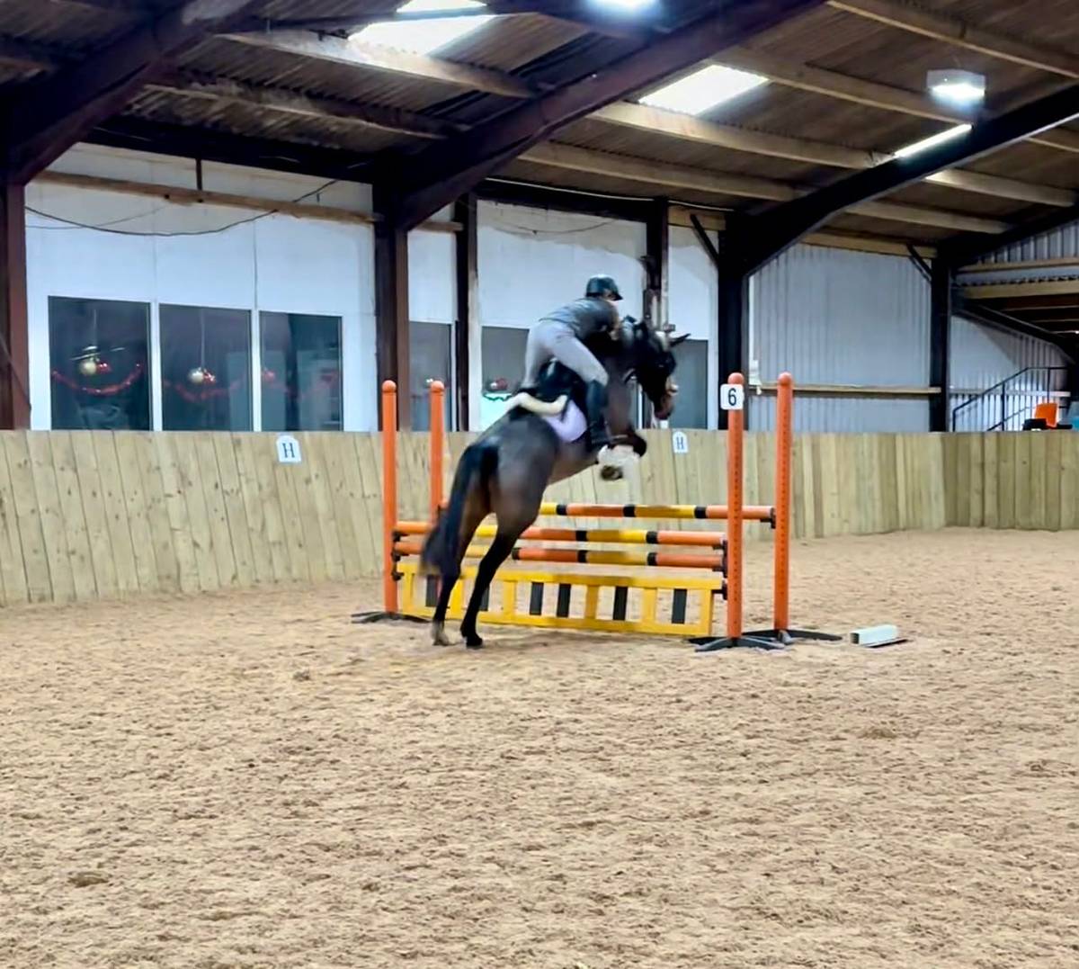 Horse for Sale | Incredible jumping machine!