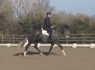 Gorgeous Irish Draught Gelding