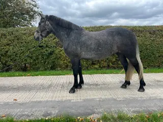 Potential M & M WHP/ridden classes 