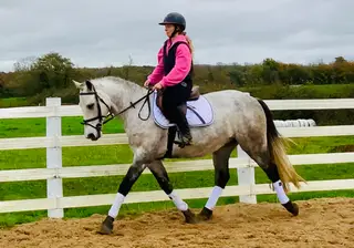 Prince - gorgeous Connemara with exceptional temperament