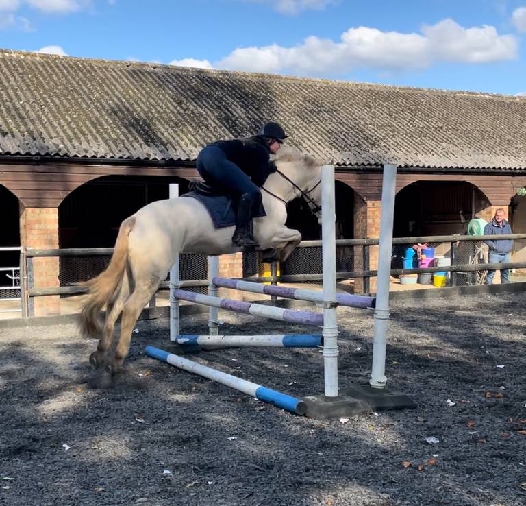 Horse for Sale Fun allrounder