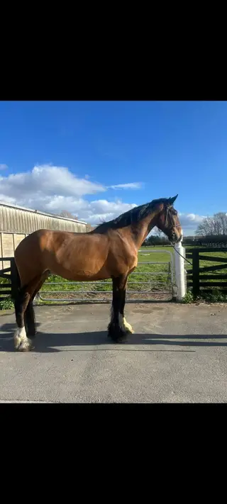18.1hh shire x Irish draught rising 5 year old gelding