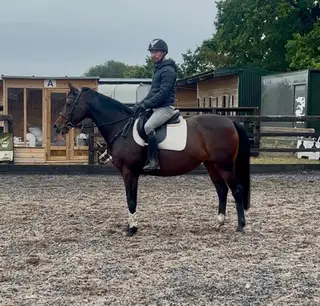 Magic - Eye catching little horse who oozes class