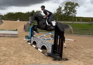 Athletic Shannodale Youngster- Scope, Brains & Kind Nature