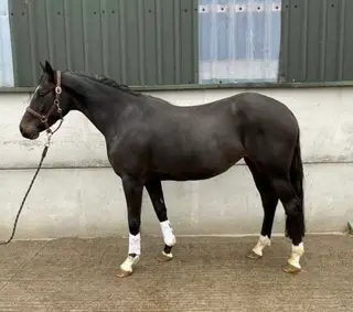 Young Black Irish Sports Horse by Carrabis Z