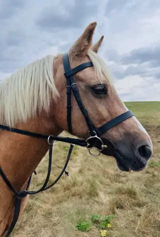 Ultimate Confidence-Giving 13.2hh Palomino Mare